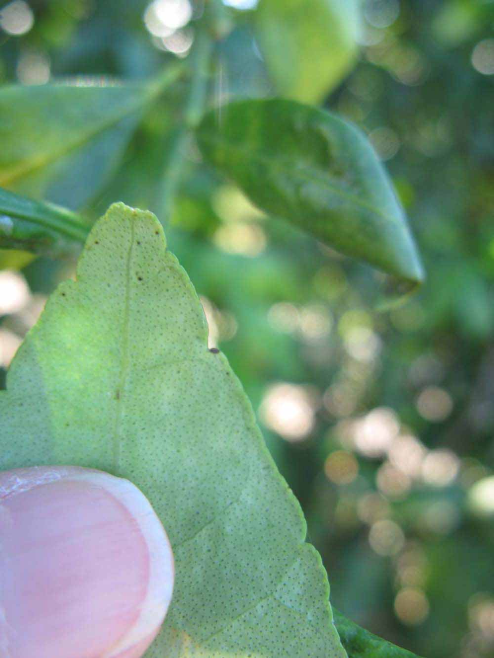              Margin (Winter Haven, FL)       